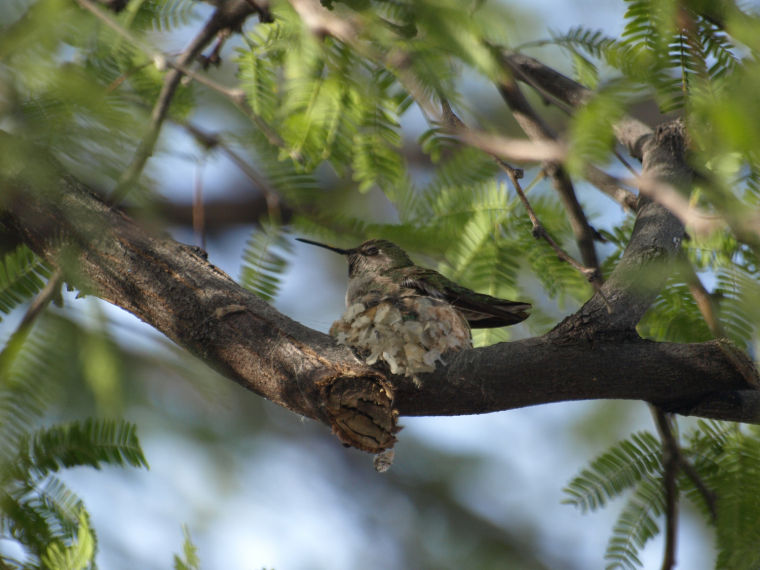 Hummingbird